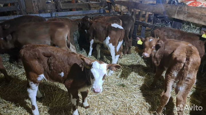 Телята бычки доставка с выбором