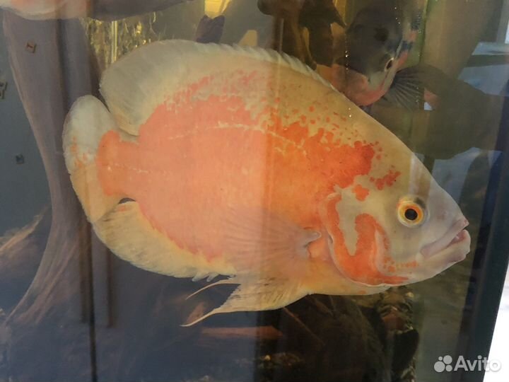 Астронотусы и Каламоихты