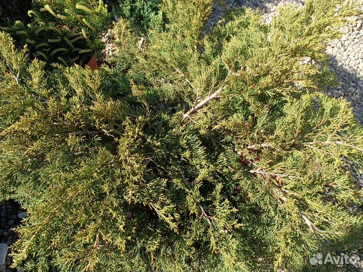 Хвойные растения