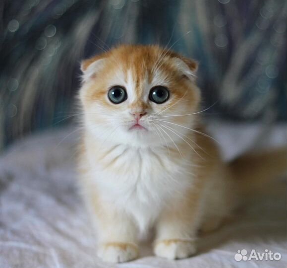 Вислоухая девочка ny 12, папа cy 12