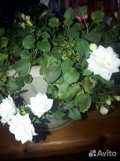 Кампанула махровая синяя и белая