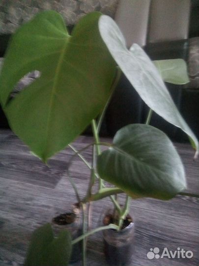 Продам комнатные цветы