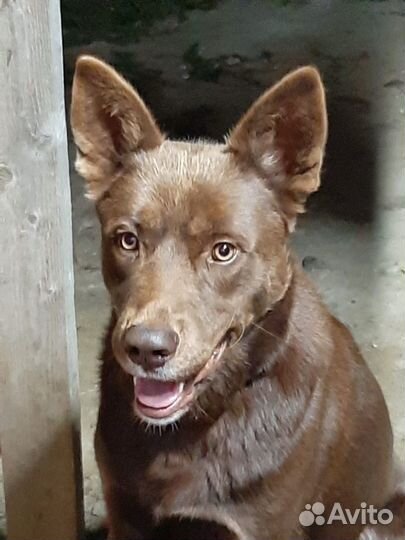 Австралийский келпи