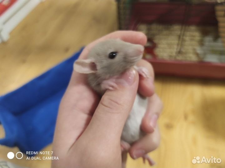 Крысята дамбо девочки