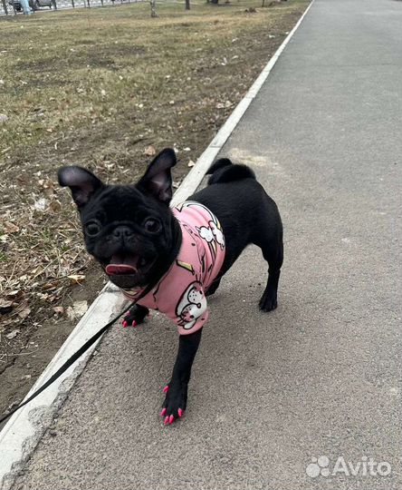 Мопс девочка 6 месяцев