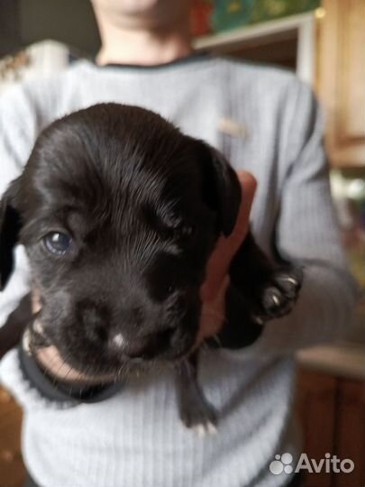 Щенки спаниеля