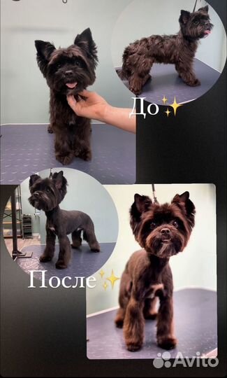 Стрижки собак и кошек (груминг)