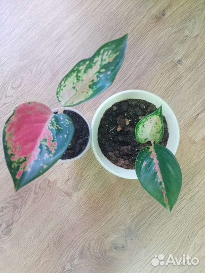 Аглоанема Бонсетти. Амели. Бабочка. Даймонд