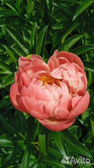 Пионы в бутонах на срез