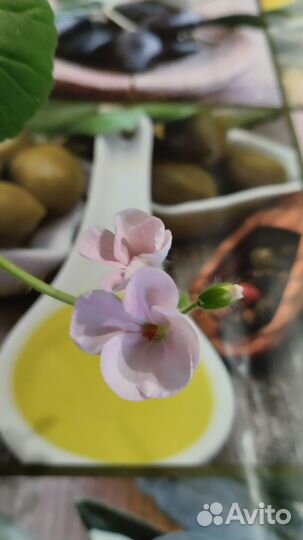 Пеларгония герань