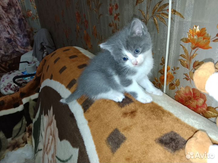 Три котёнка