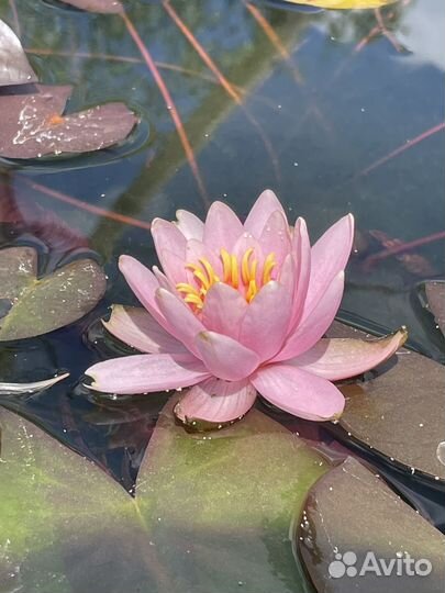 Водные растения