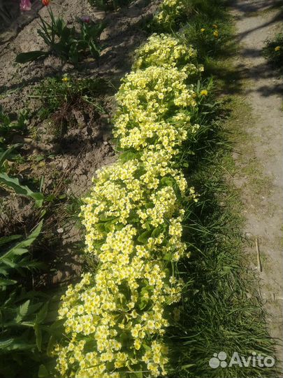 Фиалка садовая