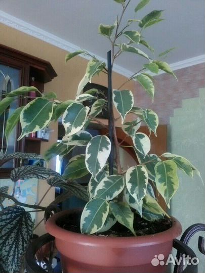 Комнатные цветы