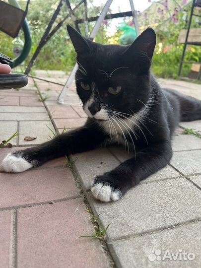 Кот в добрые руки