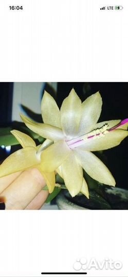 Декабрист шлюмбергера разных цветов