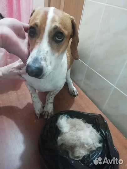 Стрижка кошек и собак. Грумер. Только выезд на дом