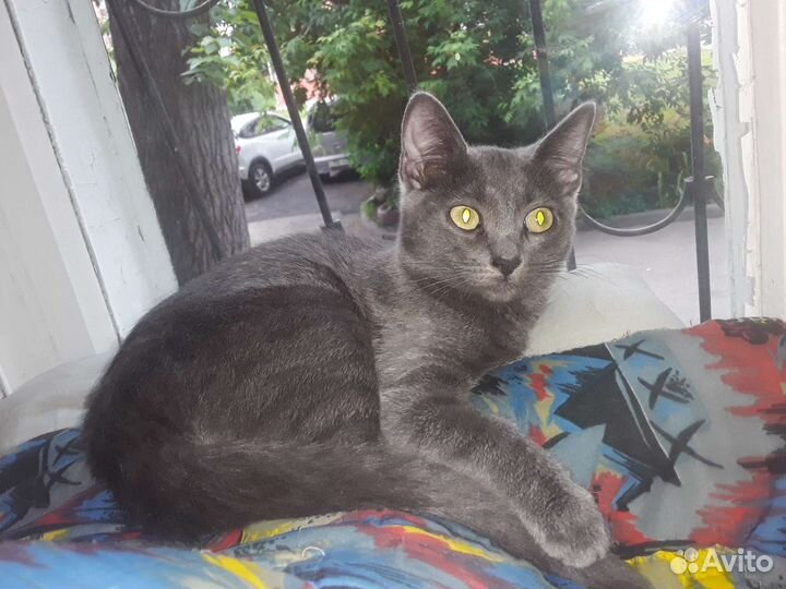 Отдам бесплатно котят