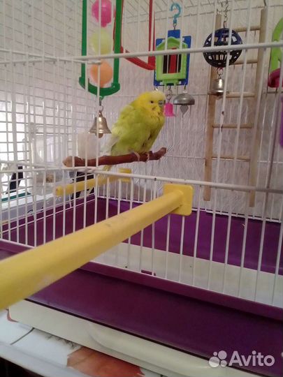 Вет, передержка, все виды животных и птиц