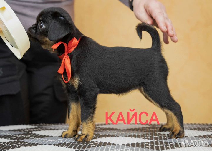 Пти брабансон