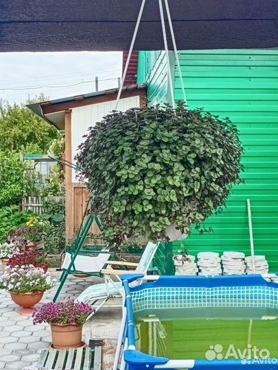 Коллизия жёлтая, зелёная