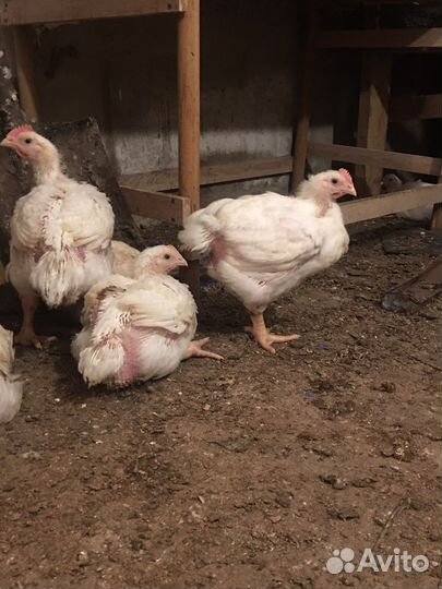 Бройлеры кобб 500 Индюшата скб