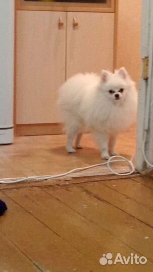 Немецкий шпиц