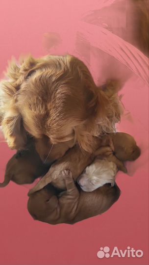 Щенки английского кокер спаниеля