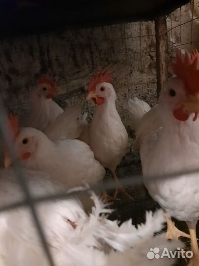 Молодые петухи Легорн