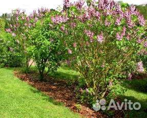 Сирень крупномер