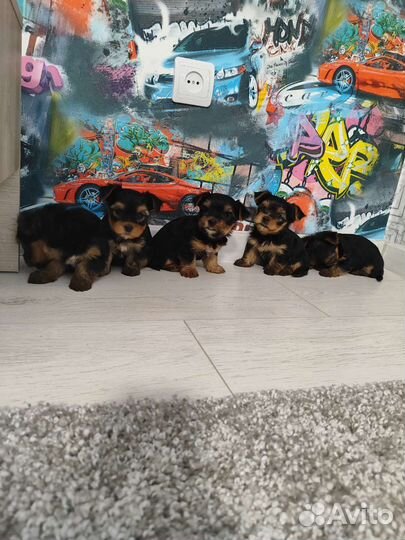 Йоркширский терьер