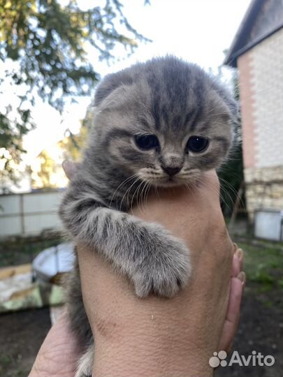 Шотландская