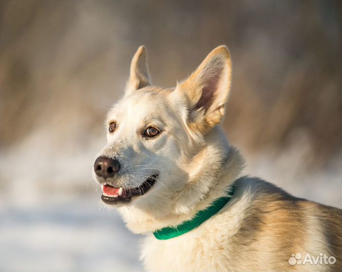 Собака в дар в добрые руки