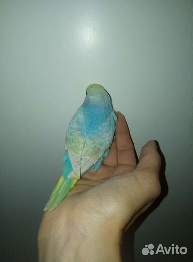 Волнистый попугай,получешка и радужный