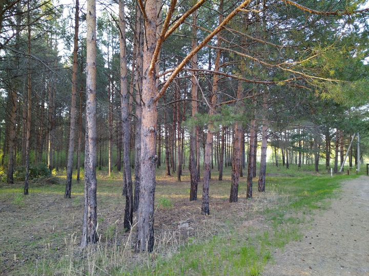 Участок 50 сот. (СНТ, ДНП)