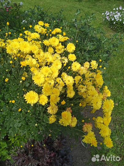 Хризантемы многолетние