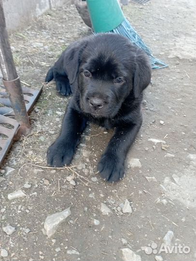 Щенки кане корсо