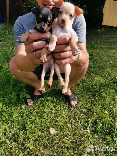 Щенки тойтерьера