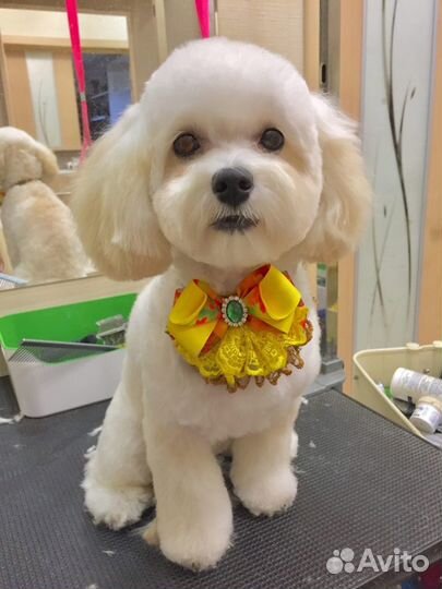 Красивые стрижки собакам. Мастер с опытом