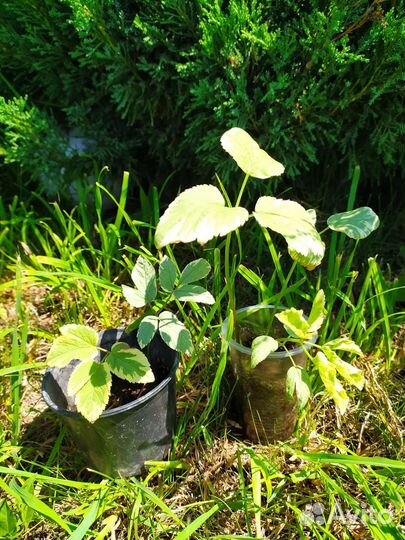 Сныть пестролистная