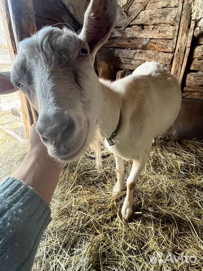 Козы дойные,козочки молодые и козел