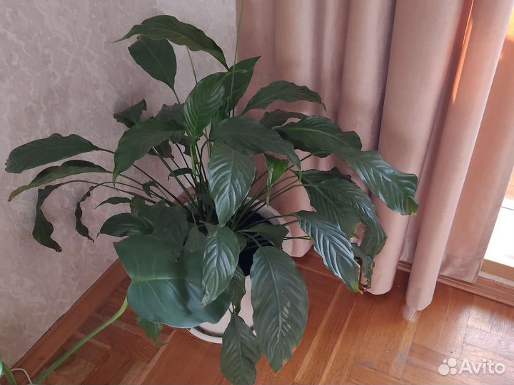 Спатифиллум