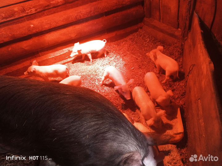 Поросята 1,6 месяца