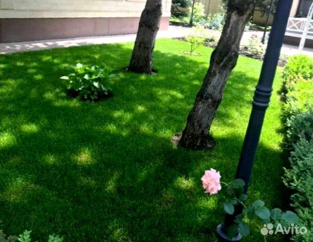 Рулонный газон