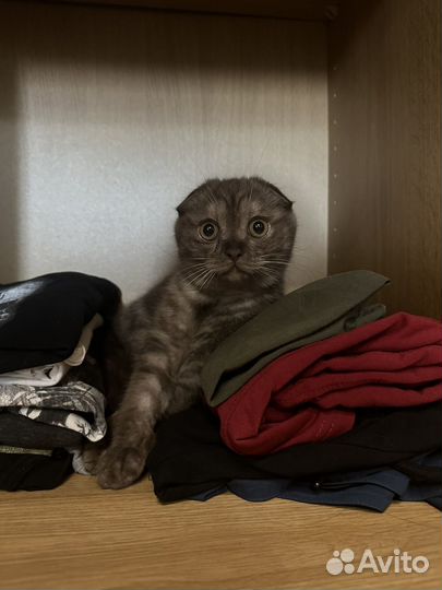 Шотландский кот вязка