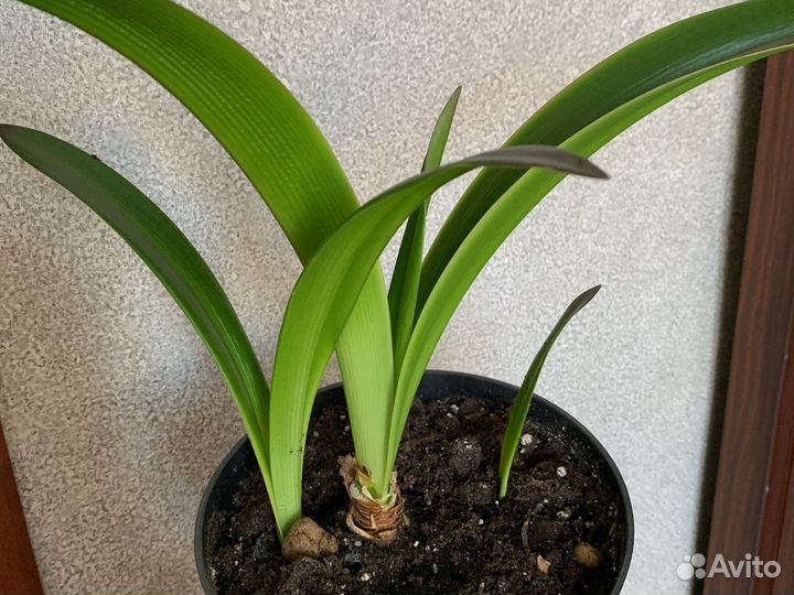 Гиппеаструм