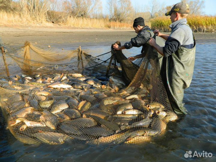 Карп живой опт