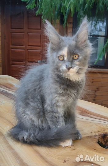 Кошка мейн-кун