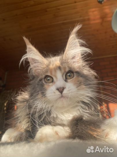 Мейн-кун полидакт