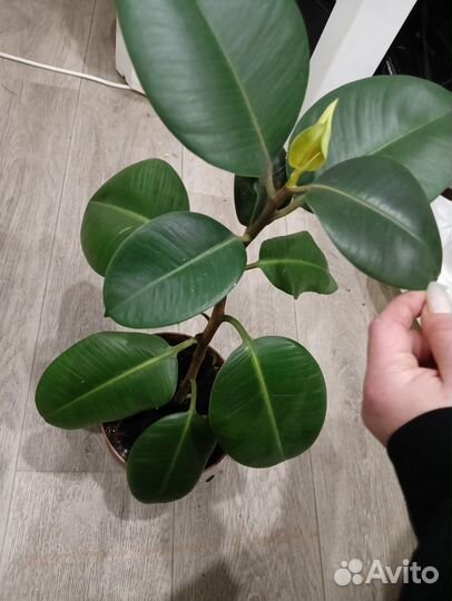 Комнатные растения цветы